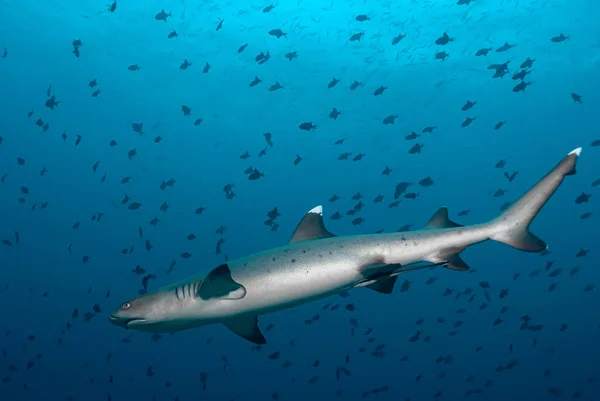 白鳍鲨 Triaenodon Obesus Blur 周围是一大群小鱼 — 图库照片