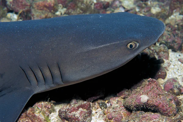 Deniz tabanında dinlenen beyaz yüzgeçli köpekbalığı portresi (Triaenodon obesus)