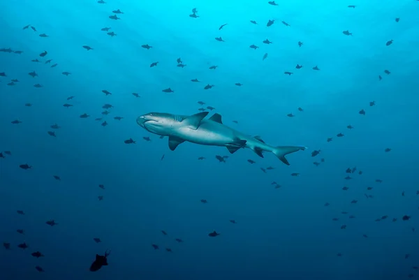 White tip shark (Triaenodon obesus) swimming in a big school of trigger fishes