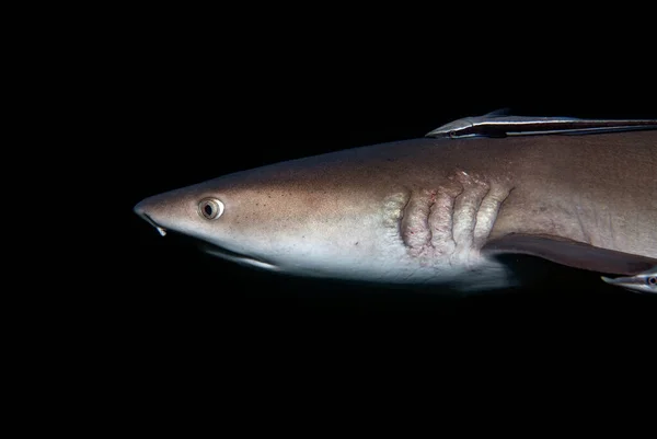 Siyah arka planda bir beyaz yüzgeçli resif köpekbalığı portresi (Triaenodon obesus)