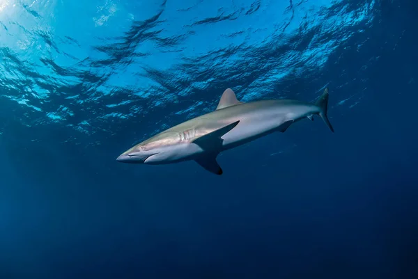 Μεταξωτός Καρχαρίας Στο Μπλε Κοντά Στην Επιφάνεια — Φωτογραφία Αρχείου