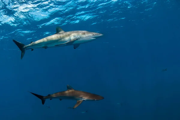 Couple Requins Soyeux Carcharhinus Falciformis Nageant Dans Bleu — Photo