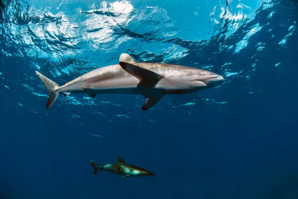 Couple of silky sharks close to the surface