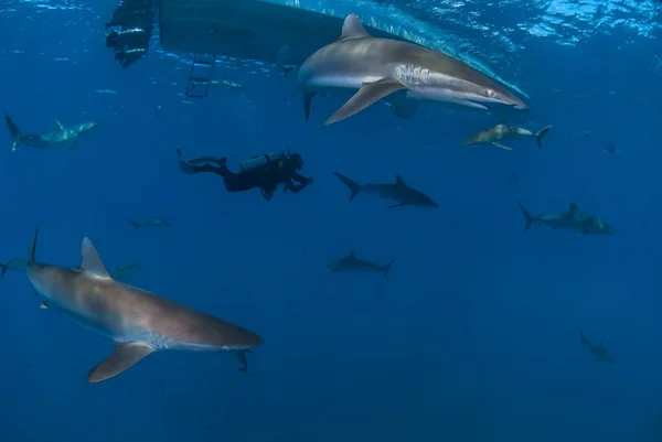 Bir sürü ipeksi köpekbalığı arasında yüzen dalgıç (Carcharhinus falciforis)