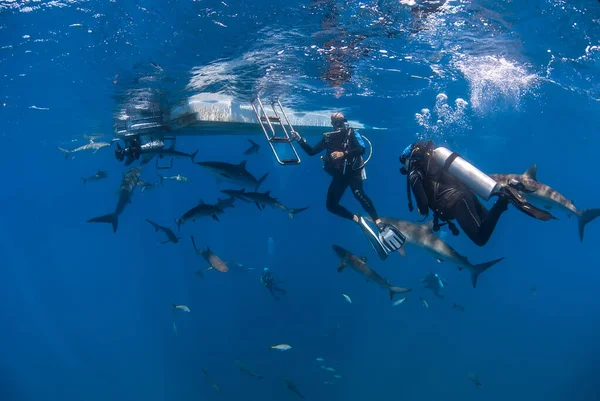 Big school of silky sharks swimming around divers close to the boat