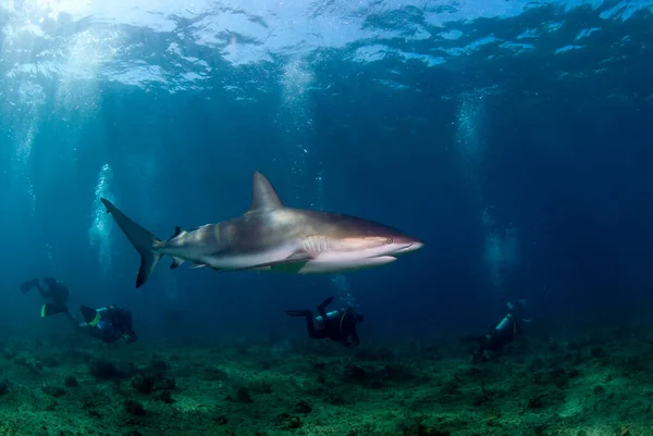 Karayip resif köpekbalığı (Carcharhinus perezi) bir grup dalgıca yakın yüzüyor