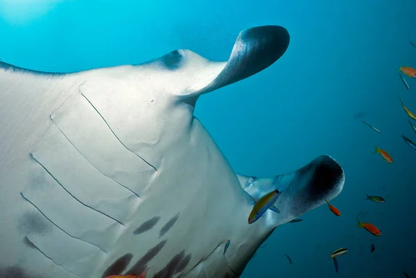 Maviye karşı bir resif manta (manta birrostris) başı