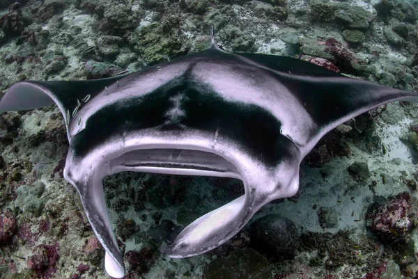 Manta Ray Acercándose Fondo Del Mar Para Ser Limpiado Por — Foto de Stock