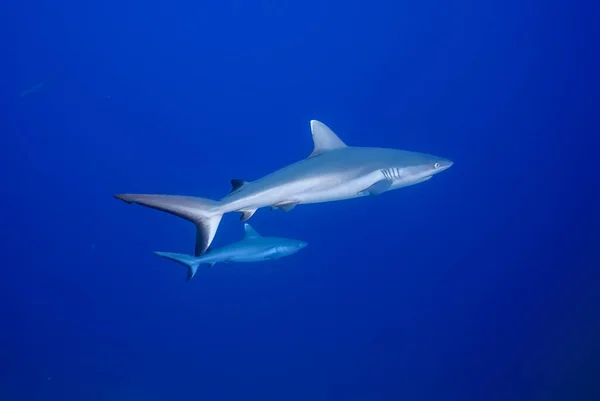 Bir çift gri köpekbalığı (Carcharhinus amblyrhynchos) mavi yüzüyor