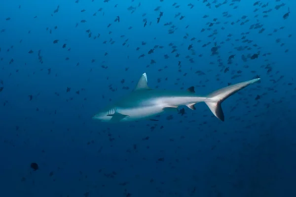 Carcharhinus amblyrhynchos (gri resif köpekbalığı) bir balık sürüsü arasında uzaklaşmak
