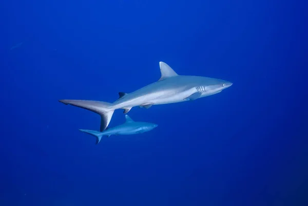Ζευγάρι Γκρίζων Καρχαριών Carcharhinus Amblyrhynchos Που Κολυμπούν Στο Γαλάζιο Εικόνα Αρχείου