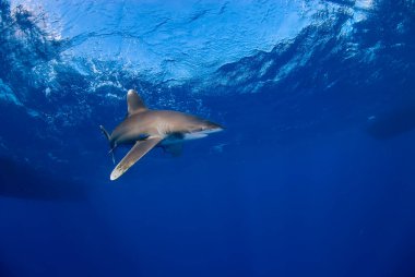 Longimanus mavide tek başına yüzüyor. Arka planda birkaç tekne var..