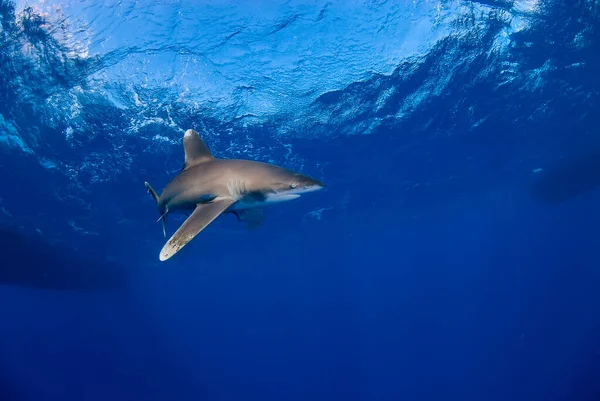 Longimanus mavide tek başına yüzüyor. Arka planda birkaç tekne var..