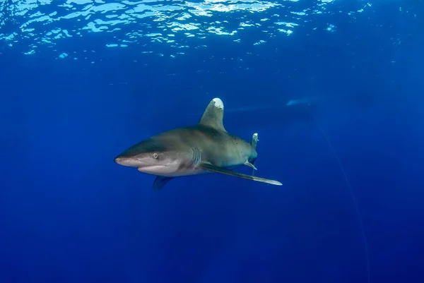 Longimanus Azul Con Bot Fondo — Foto de Stock