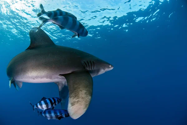 长尾鲨在图像的前景中转弯 — 图库照片