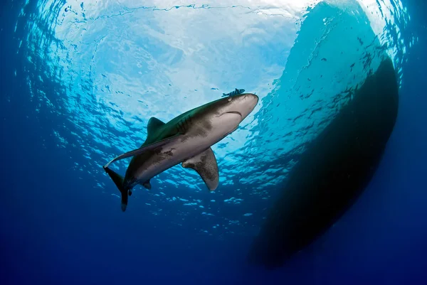 Balg Van Een Longimanus Die Dicht Bij Het Oppervlak Beweegt — Stockfoto