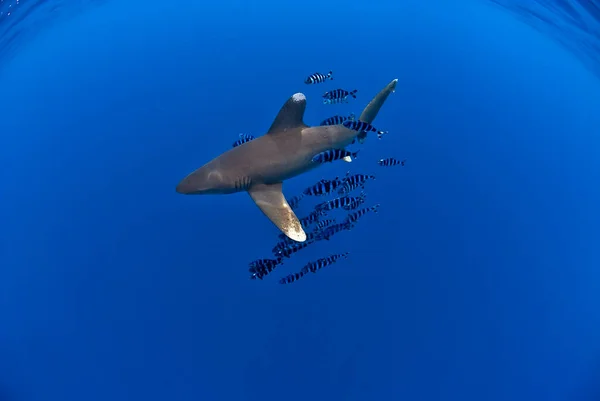 Oceanic white tip shark or longimanus swimming in the blue, with a school of pilot fishes. Lot of negative space for designs.