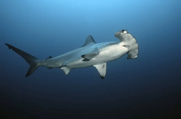 Mavi yüzen bir çekiç başlının (Sphyrna lewini) ayrıntıları