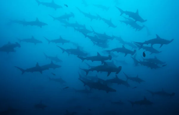 Grosso Gruppo Teste Martello Sphyrna Lewini Che Nuotano Nel Blu — Foto Stock