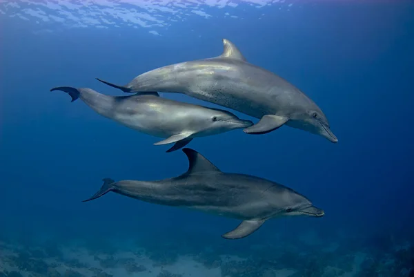 Groep Van Dolfijnen Tursiops Aduncus Die Zwemmen Open Zee — Stockfoto