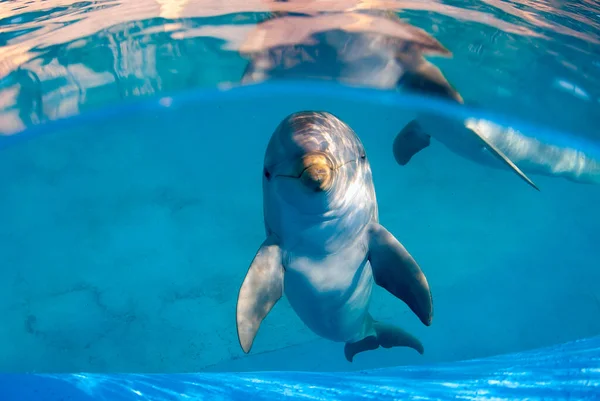 Underwater Image Bottlenose Dolphin Pool Staring Directly Camera Another Dolphin — Stock Photo, Image