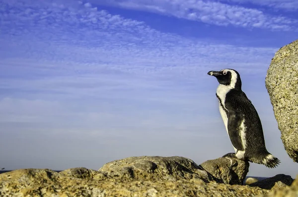 Arka planı mavi gökyüzü olan bir Afrika pengueni portresi (Spheniscus demersus) 