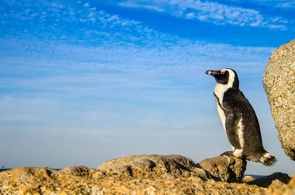 Porträtt Afrikansk Pingvin Spheniscus Demersus Med Blå Himmel Som Bakgrund Stockbild