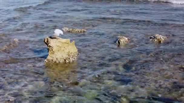Γλάρος Αναπαύεται Ένα Βράχο Στη Θάλασσα Μικρά Κύματα Χτυπούν Τους — Αρχείο Βίντεο
