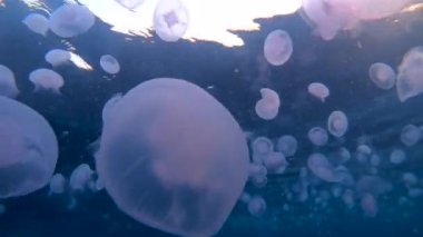Gün batımında büyük bir grup denizanası (aurelia aurita)