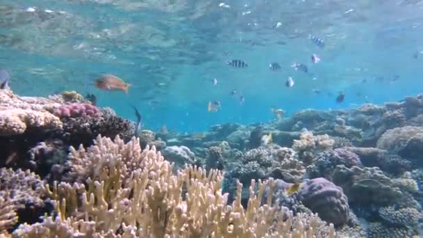 在一个五彩斑斓的礁石顶部的水下场景中 热带鱼在镜头附近经过 — 图库视频影像