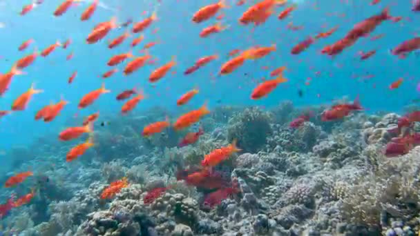 오렌지색 물고기 Pseudoanthias Squamipinnis 앞쪽으로 이동하는 아름다운 산호초의 — 비디오