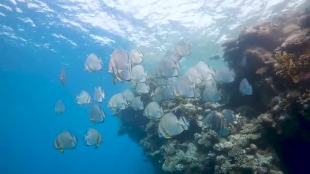 산호초 꼭대기에 바다소 — 비디오