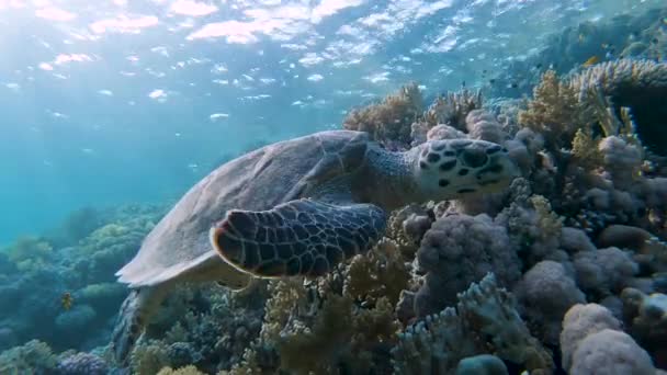 아름다운 산호초 가까이에서 헤엄치고 바다거북 — 비디오