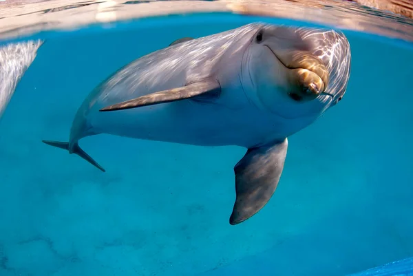 Große Tümmler Tursiops Truncatus Unter Wasser Einem Pool Direkt Die — Stockfoto