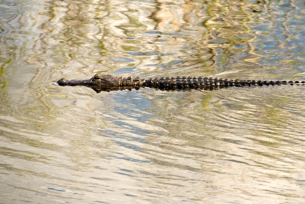 Amerikansk Alligator Simmar Fridfullt Mussla Och Gyllene Vatten — Stockfoto