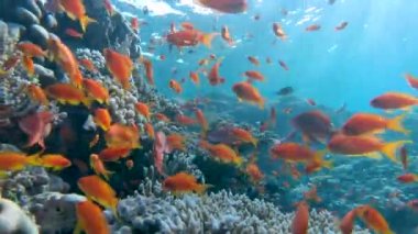 Güzel bir mercan resifinin önünde aktif olarak yüzen büyük bir turuncu tropikal balık grubuna (Pseudoanthias) yakın durun.