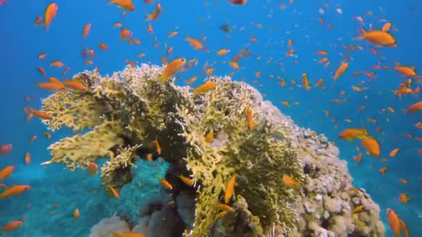 Büyük Bir Tropikal Portakal Balığı Sürüsü Psödoanthias Büyük Bir Ateş — Stok video