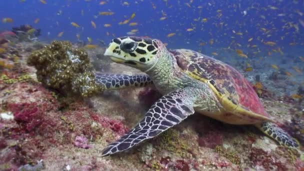 Hawksbill Skildpadde Spiser Blød Koral Rev Fuld Tropiske Fisk – Stock-video