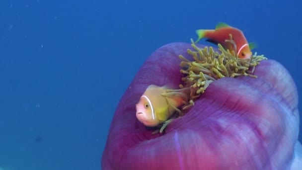 Coppia Pesciolini Anemone Rosa Parzialmente Nascosti Uno Sfondo Blu — Video Stock