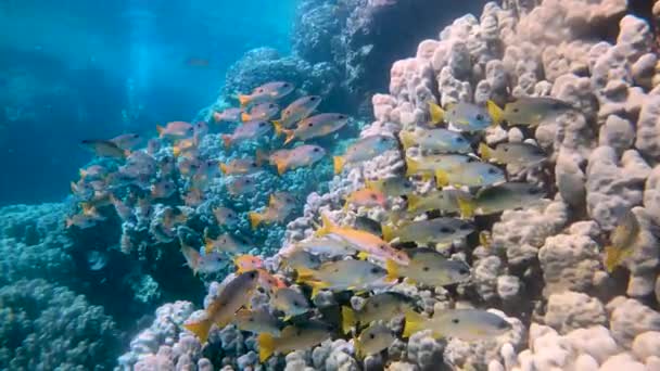 Zbliża Się Dużej Szkoły Papug Kóz Pięknej Rafie Koralowej Tle — Wideo stockowe