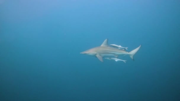 Oceansk Blacktiphaj Carcharhinus Limbatus Rör Sig Det Blå Åtföljd Remoras — Stockvideo