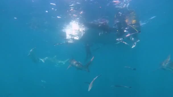Haaien Zwemmen Rond Duikers Die Uit Het Water Een Boot — Stockvideo