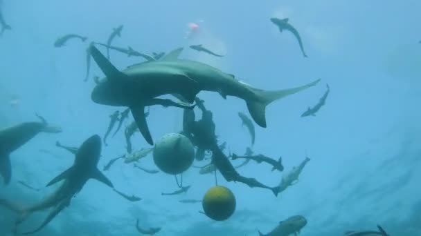 Mehrere Haie Und Fische Schwimmen Einen Ball Mit Ködern Ein — Stockvideo