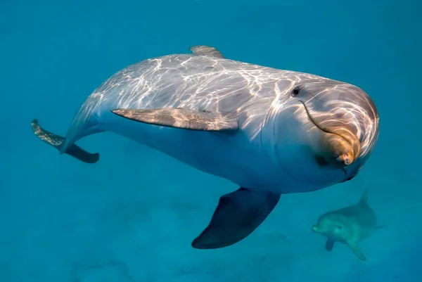 Dolphins Underwater One Very Close Camera — Stock Photo, Image