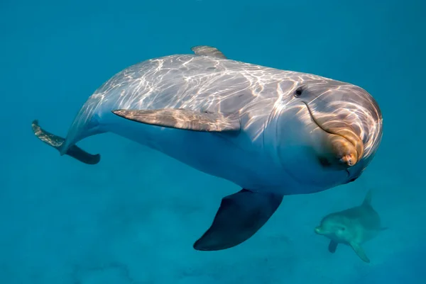 Les Dauphins Sous Eau Très Proche Caméra — Photo