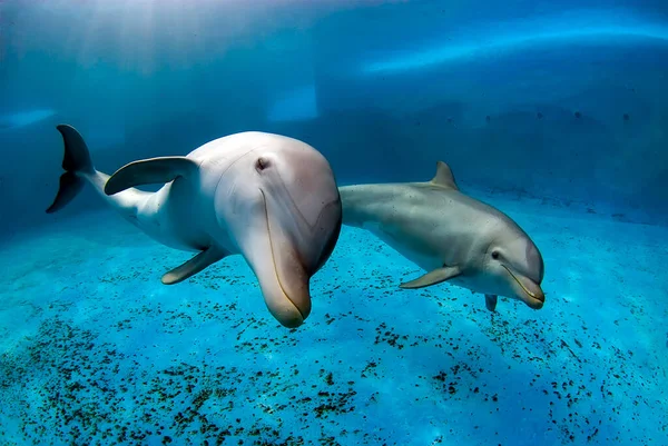 Dos Delfines Nariz Botella Nadando Una Piscina Disparo Submarino Imagen de archivo