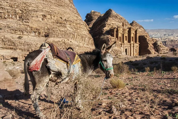 在古老的佩特拉市 一头驴子在修道院附近休息 — 图库照片