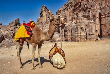 Antik Petra şehrinde bir mezarın önünde dinlenen iki dromedary devesi.
