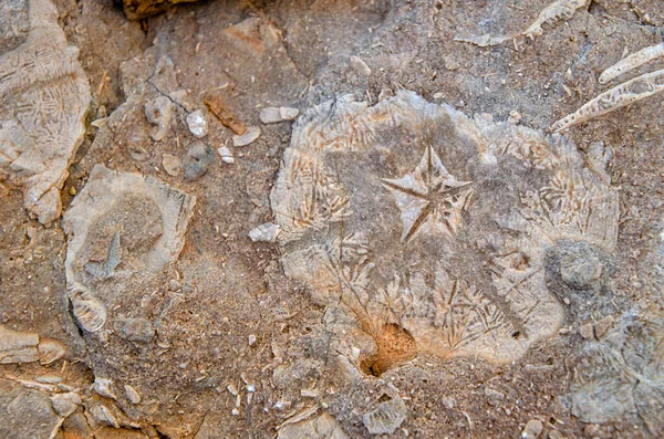 Detalhe Mar Fossilizado Urching — Fotografia de Stock