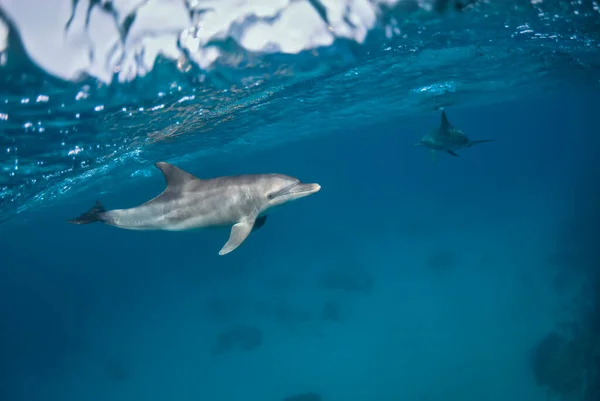 Indo Pacifische Tuimelaars Tursiops Aduncus Die Onder Het Zeeoppervlak Zwemmen — Stockfoto